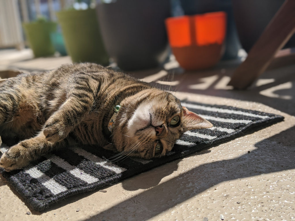 Meatball the cat enjoys is loving our tiny outdoor kitchen and the upgraded patio space