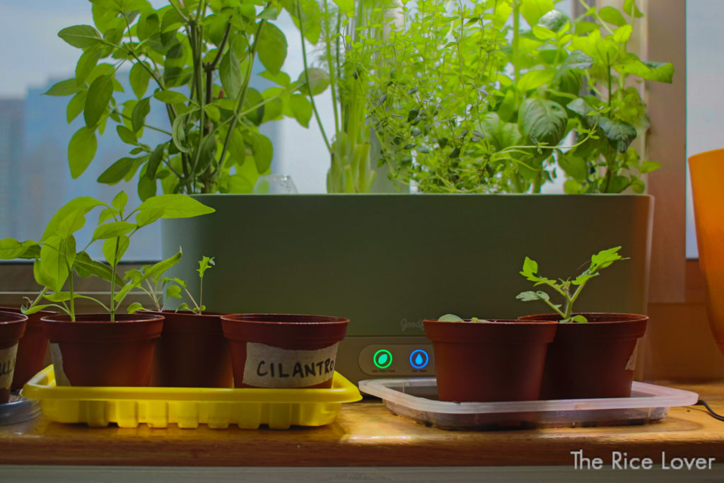 Seedlings growing in Aerogarden grown light