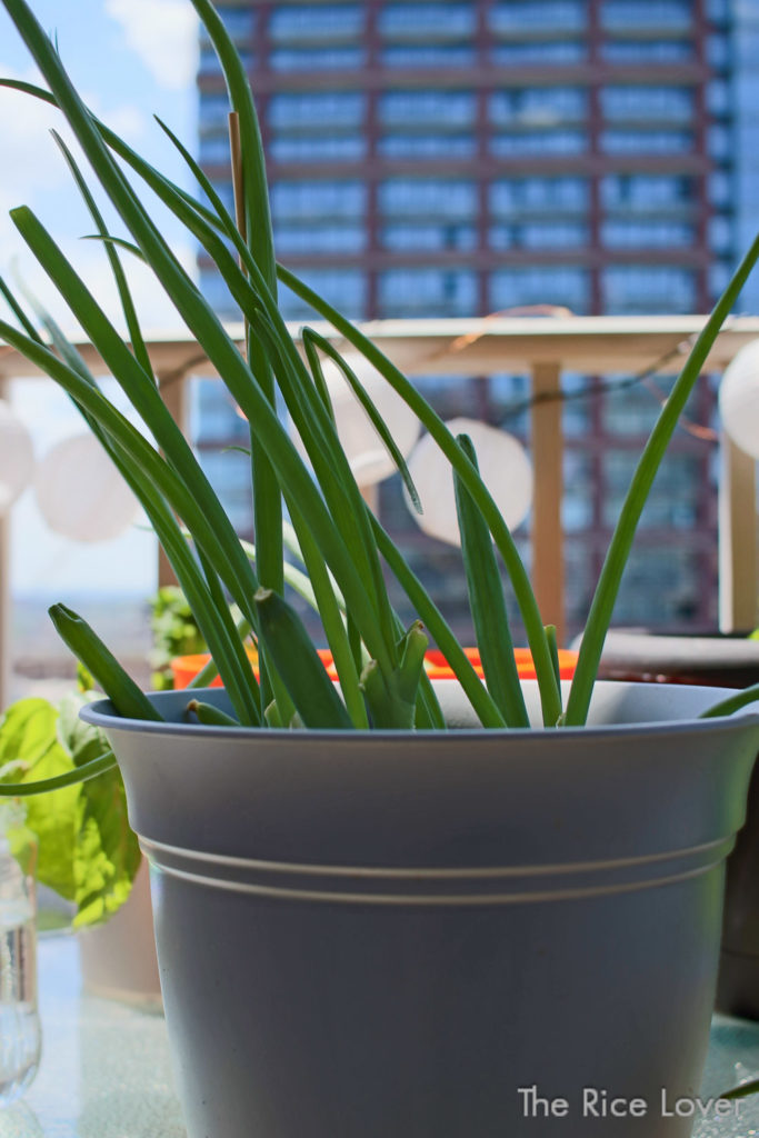 Container garden scallions grown from grocery store trimmings