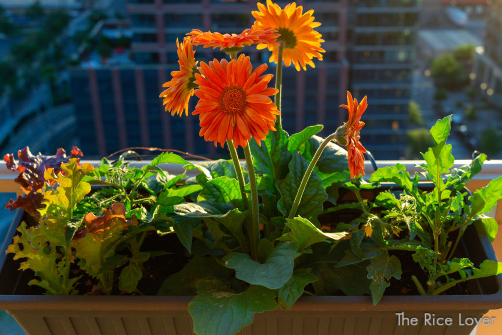 DIY mini companion container hanging on apartment balcony railing