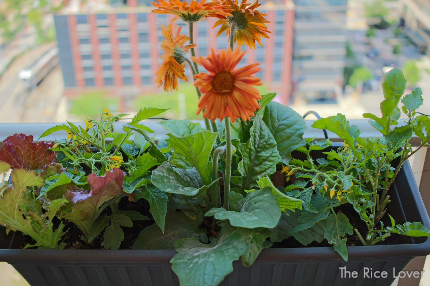apartment balcony container garden