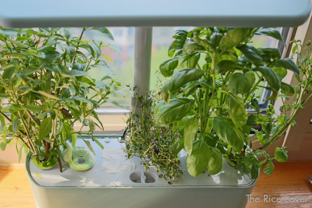 Aerogarden herbs