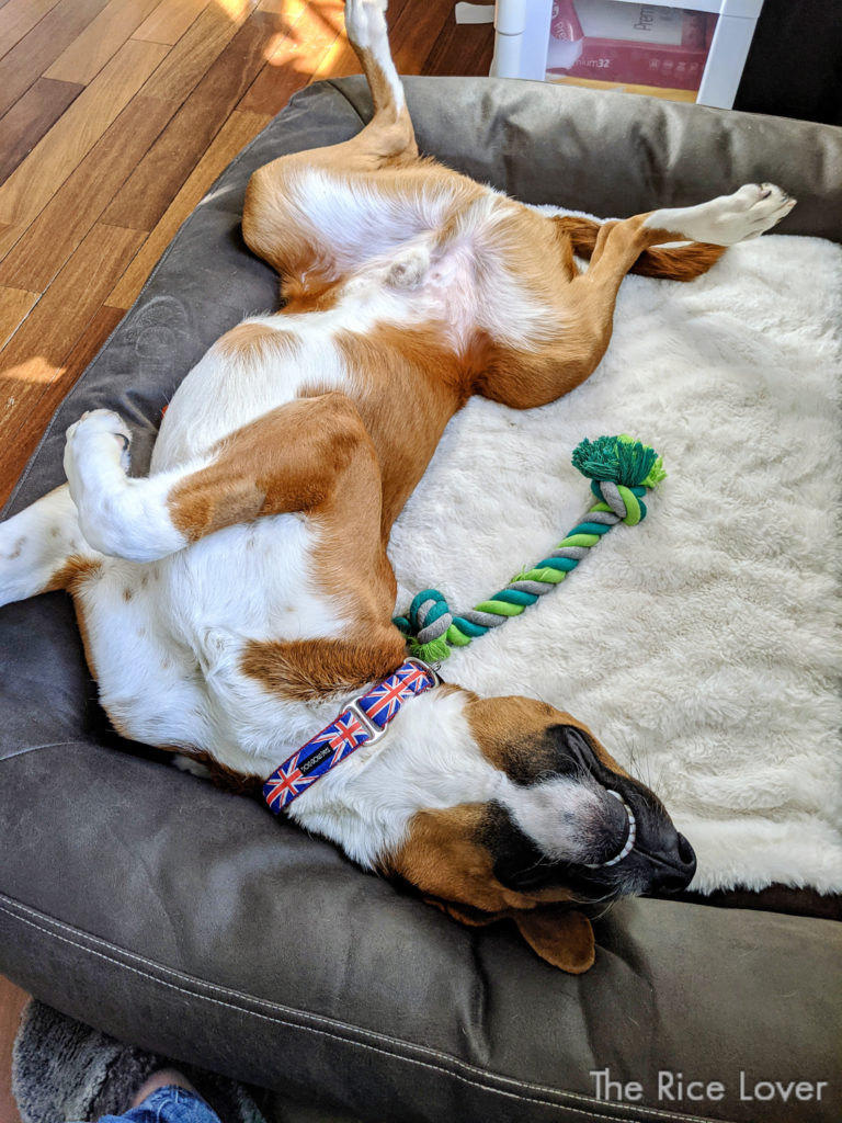 Foster dog Frasier napping on our plush dog bed