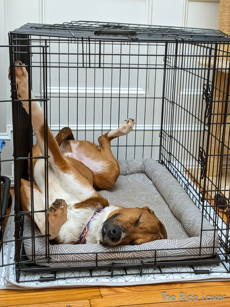Frasier the foster dog sleeping in his Frisco heavy duty crate