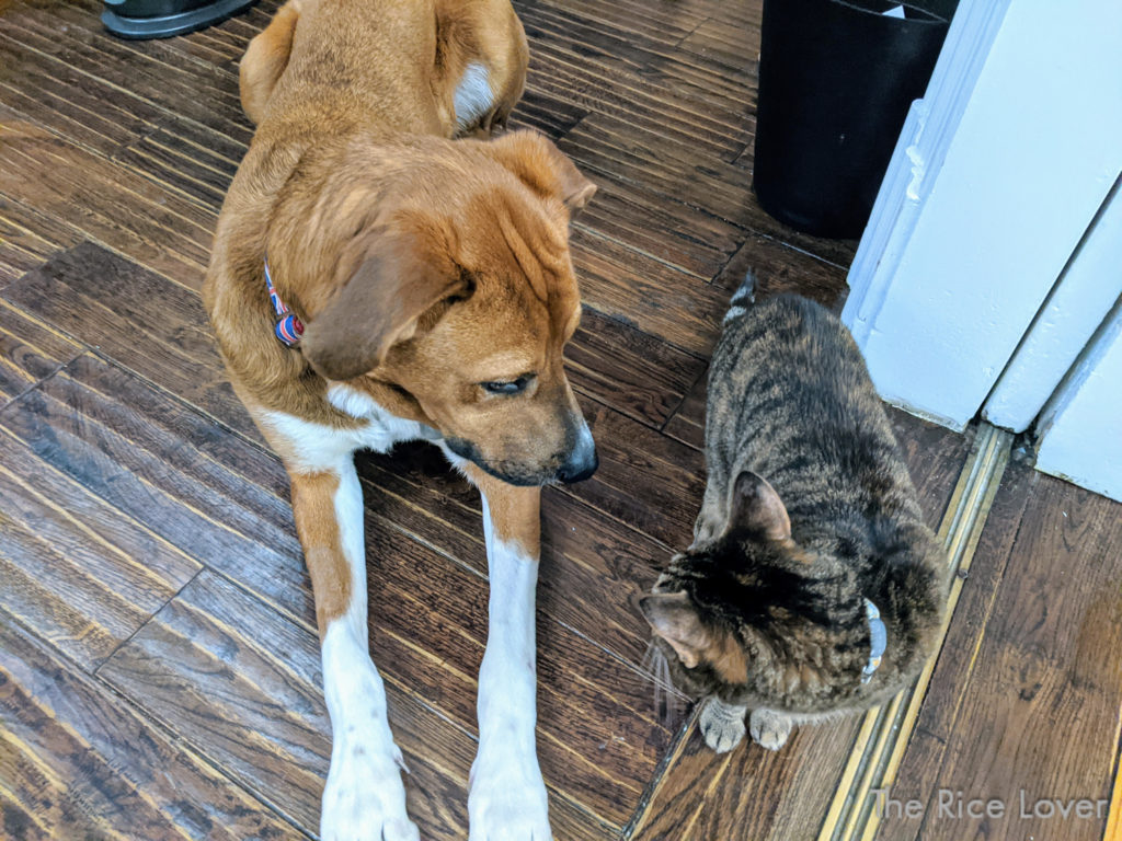Frasier the foster dog getting to know our cat Meatball