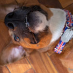 Frasier Crane, foster dog for See Spot Rescued