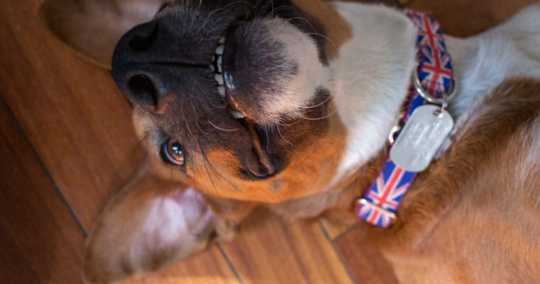 Frasier Crane, foster dog for See Spot Rescued